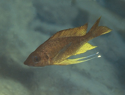 Ophthalmotilapia nasuta 'Sumbu'